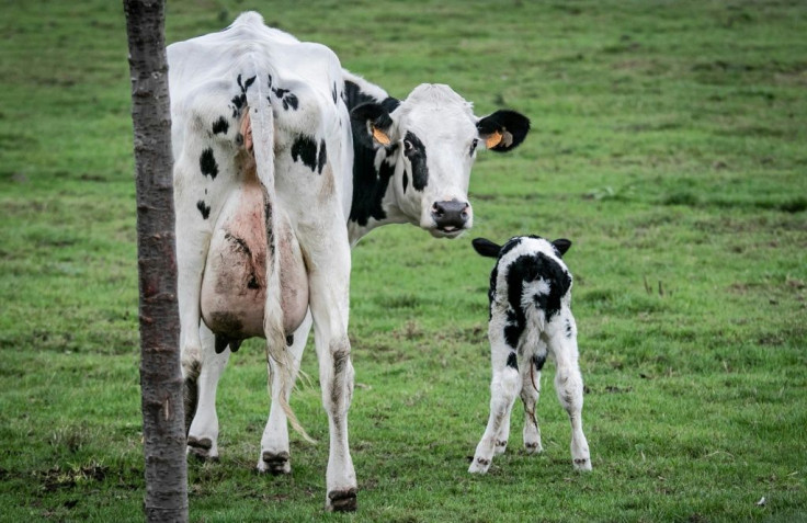 Who, me?: New tactics are being investigated to try to curb the methane emissions of cows