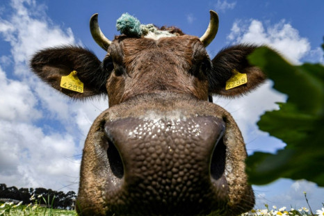 Beware burps: Cows emit vast amounts of the potent greenhouse gas methane by belching