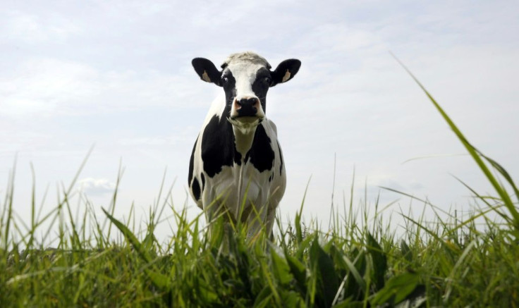 Not so innocent: Cows are major emmiters of methane, which contributes to runaway climate change