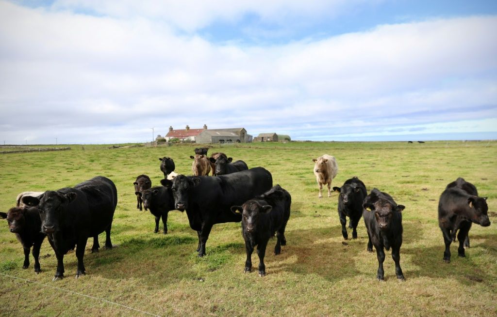 Orkney's Seaweed-eating Sheep Offer Hopes Of Greener Farming