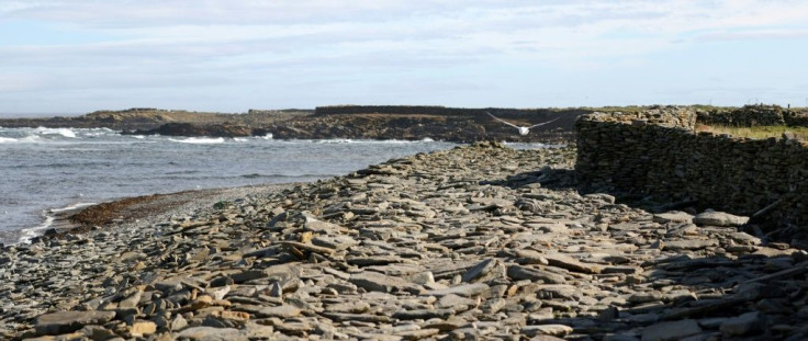 Seaweed which the island's sheep nibble on could along with other marine plants partly replace soy, heavily used in animal feed but linked to deforestation