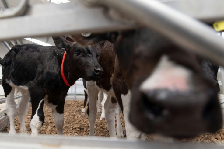 The UN says agricultural livestock accounts for 14.5 percent of all greenhouse gas emissions generated by human activity