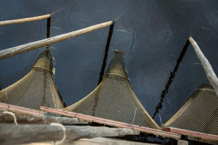 Fishermen use nets attached to temporary wooden constructions called "tacis" -- footbridges made of wooden booms