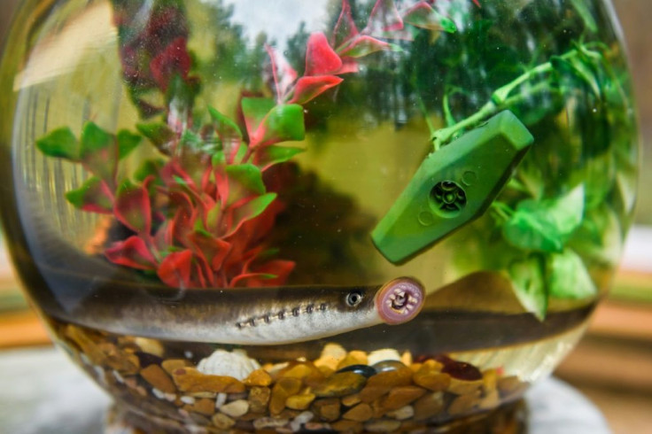 The animals feed by attaching themselves to herring and salmon and sucking their blood