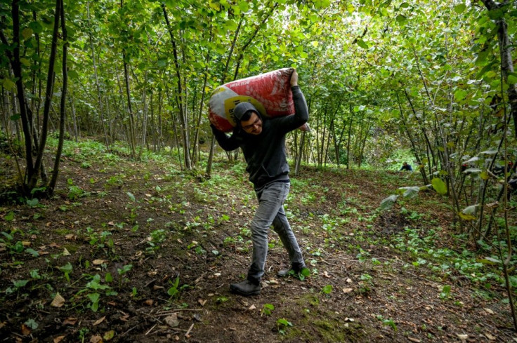 Farmers get paid 12 euros a day collecting nuts off the ground and stuffing them into huge sacks they then lug on their backs