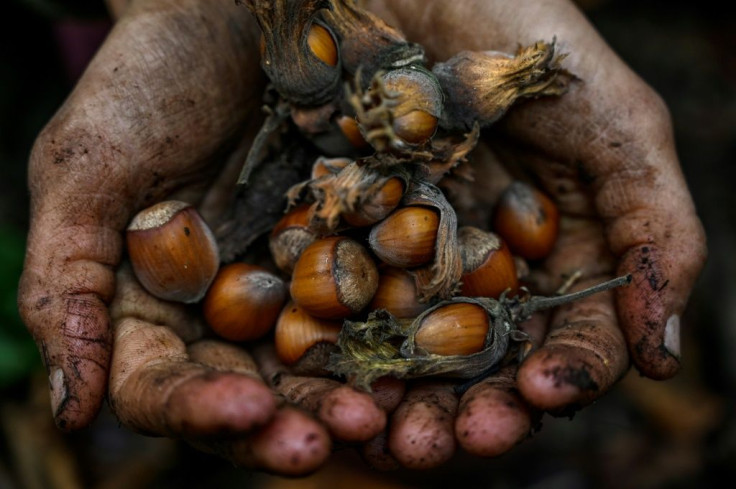 The hazelnuts that make Nutella such a guilty pleasure are a cherished commodity in Turkey