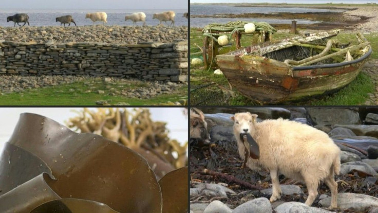 The sheep on the remote Scottish island of North Ronaldsay have a unique talent which may help tackle climate change: they eat a diet consisting mainly of seaweed.