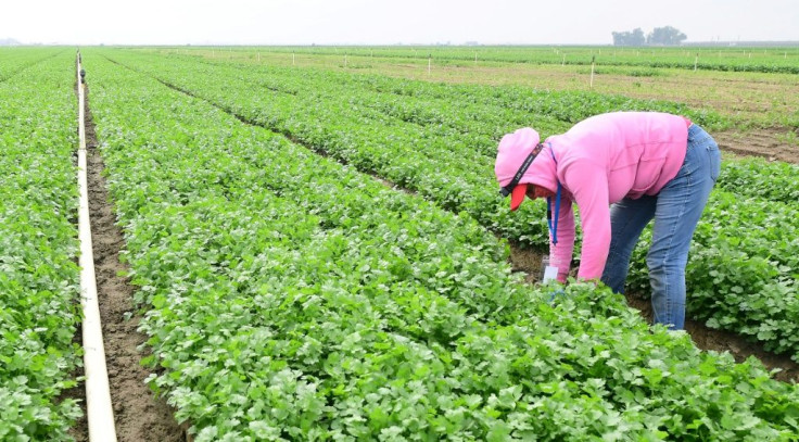 Farmworker Irma Gomez picks cilantro in Lamont, California, where drought and wildfires have been fuelled by the hottest summer she has seen in nearly a decade in the state