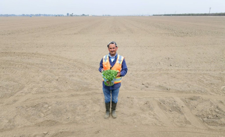 Farm foreman Rene Carrillo holds freshly picked cilantro while standing on a barren harvested field in Lamont -- heat-related dips in productivity can affect a farm worker's income, experts say