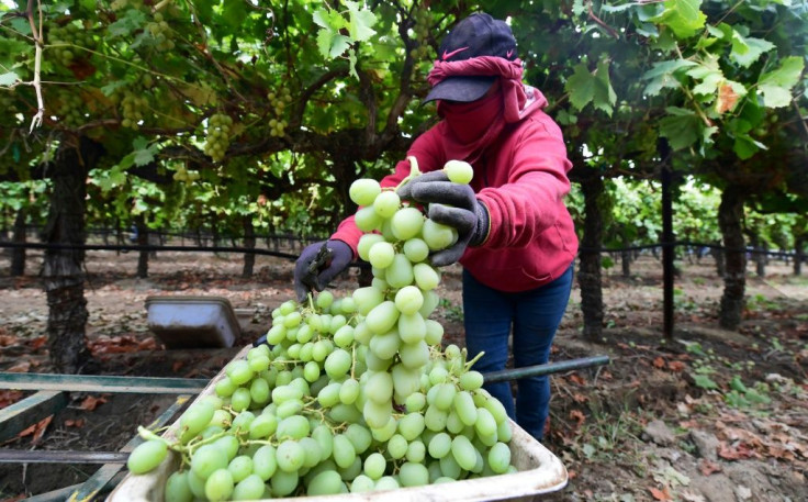 A farm worker picks grapes in Lamont, California