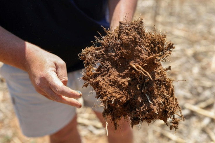 Healthy soil: Bester says his fields are in better shape than on farms doused by chemicals