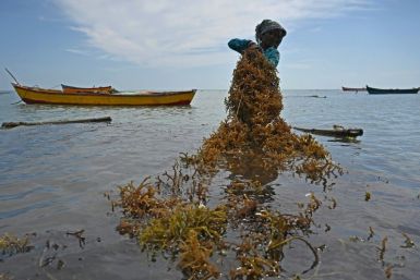 Scientists are looking into how seaweed Scientists are looking into how seaweed farming could help reduce the impact of greenhouse gas emissions, reverse ocean acidification and improve the marine environment