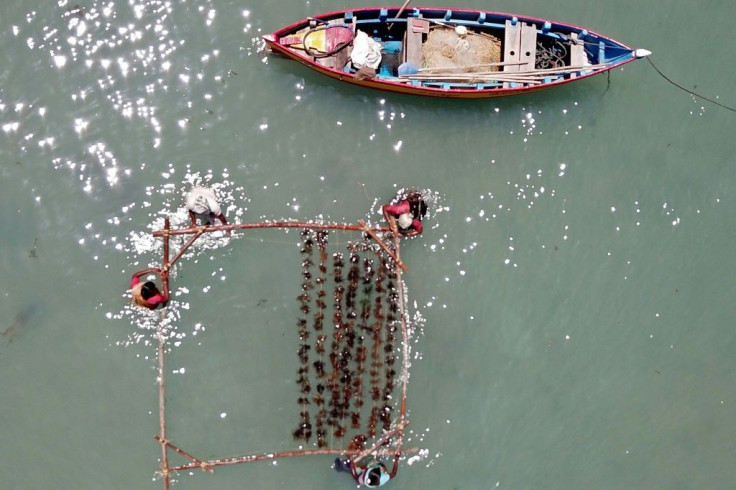 India, which has a 8,000-kilometre (5,000-mile) coastline, is now aiming to boost production from the current 30,000 tons to more than one million tons each year by 2025