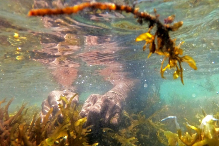 Globally seaweed absorb around 173 million metric tons of carbon each year -- the same annual emissions as New York State, according to a 2016 paper in Nature Geosciences