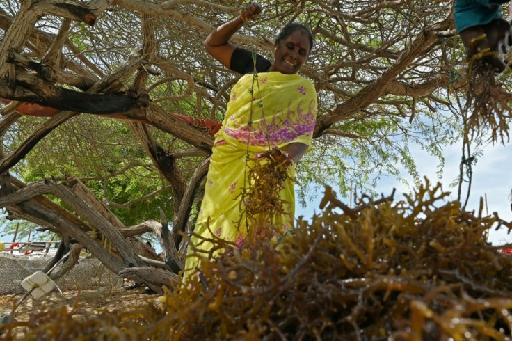 Globally, seaweed production was worth around $12 billion in 2019 and is expected to grow to $26 billion by 2025, with China and Indonesia having 80 per cent of the market share