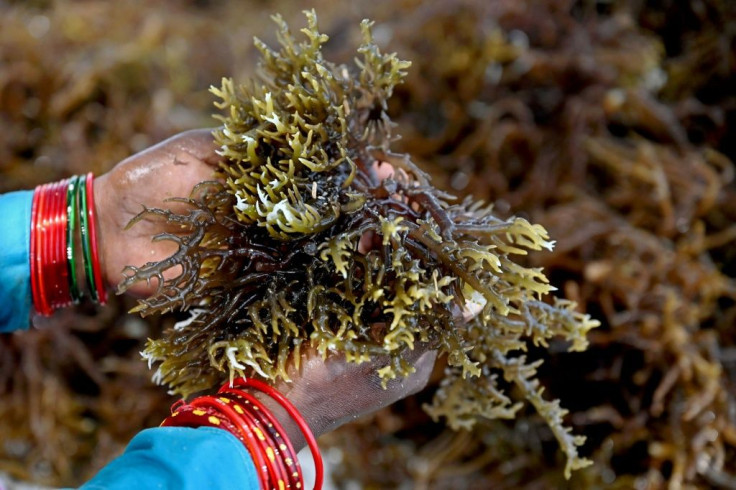 Seaweed does not require fertiliser, freshwater, or pesticides
