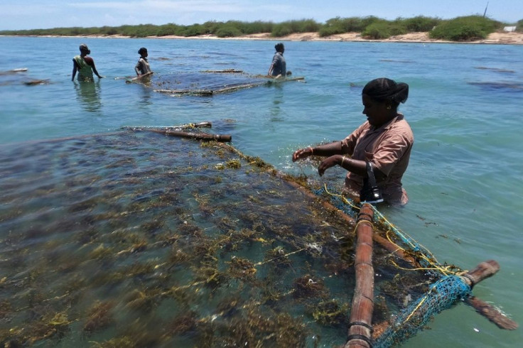 As well as absorbing carbon dioxide when it is alive, when it dies and drops to the seafloor, seaweed also keeps carbon in the sediment, scientists say