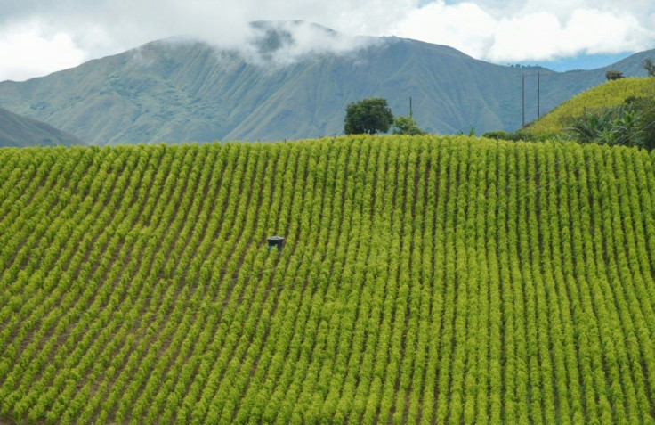View of coca fields in Colombia in May 2021