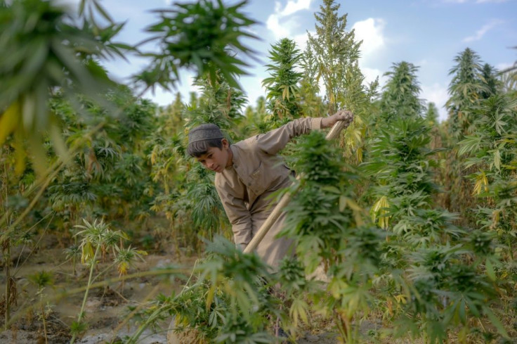 A boy works in a cannabis field on the outskirts of Kandahar