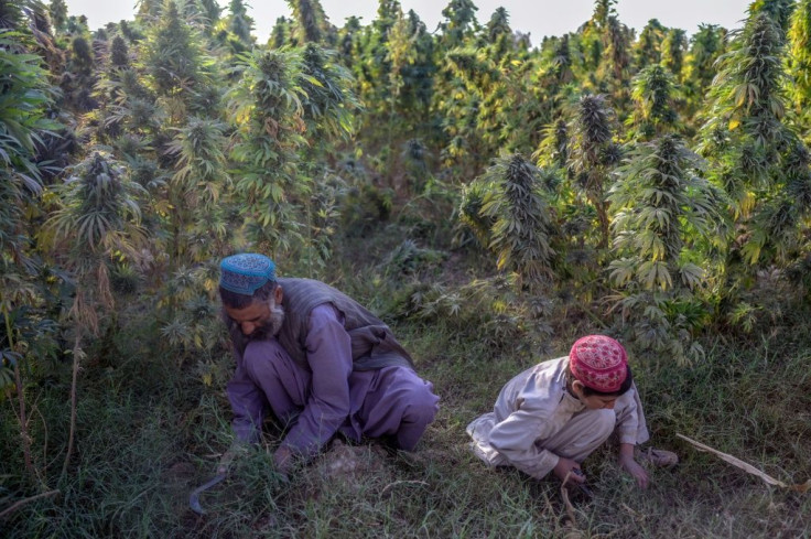 The Taliban victory put an end to a form of double taxation whereby the insurgents and the former government both took a cut of farmers' profits