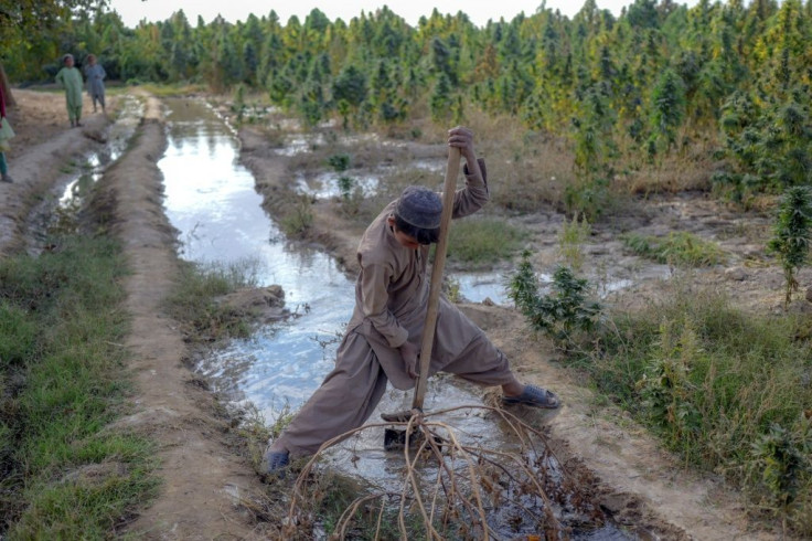 The Taliban officially opposes the drugs trade but cannabis farmers say the former insurgents are doing nothing to stop them growing their crops