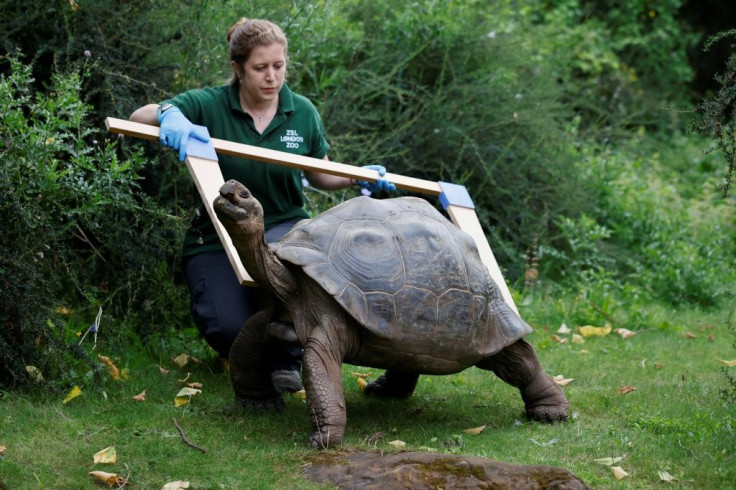 The Galapagos Islands are named for the giant tortoises found there