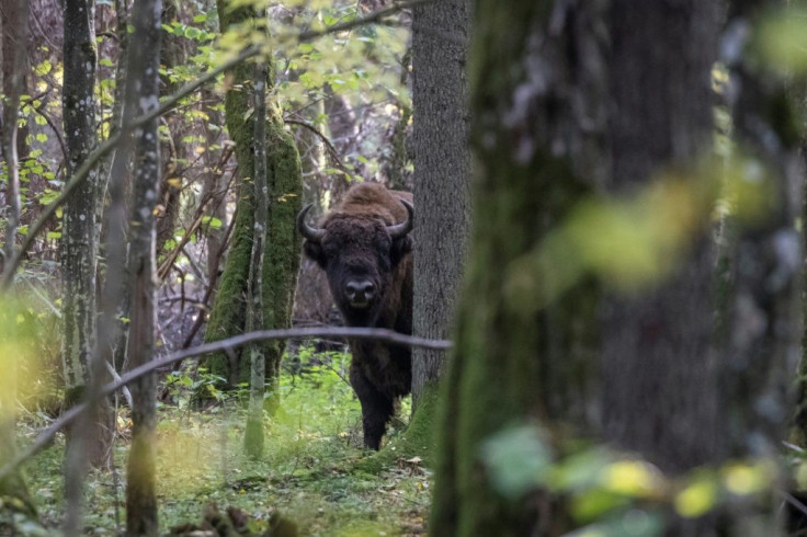 The forest is a treasure of biodiversity and a giant carbon sink