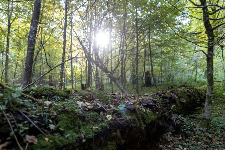 Despite all the threats to its existence, its supporters are hopeful of the forest's ability to survive