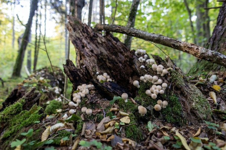 Some 42 percent of the forest lies on the Polish side of the border with Belarus, and over a third of this is protected