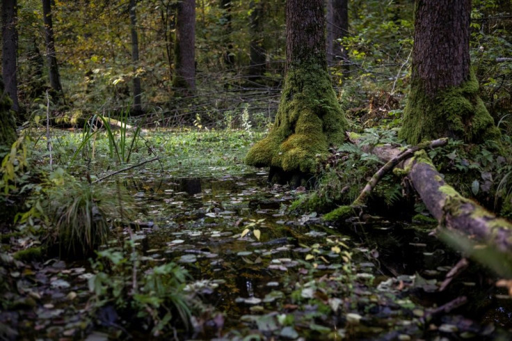 Forests have covered the area continuously for some 12,000 years