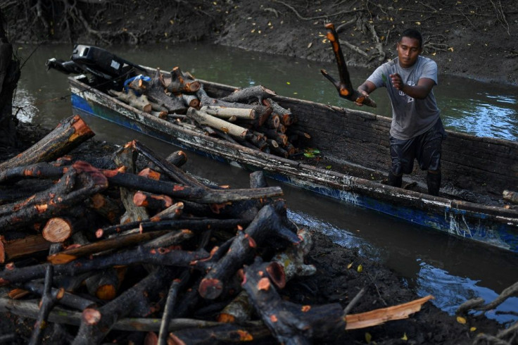 If degraded or lost, mangroves become sources of carbon dioxide and contribute to global warming -- which threatens their survival in turn, particularly through sea level rise
