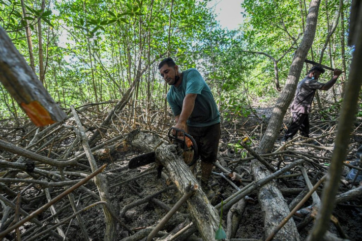 Elieser Rodriguez's grandfather and great-grandfather also worked in producing coal from mangrove trees
