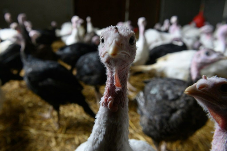 The poultry sector has said turkeys could be in short supply this Christmas because of a lack of seasonal workers, trained abattoir staff and butchers, many of whom came from the EU