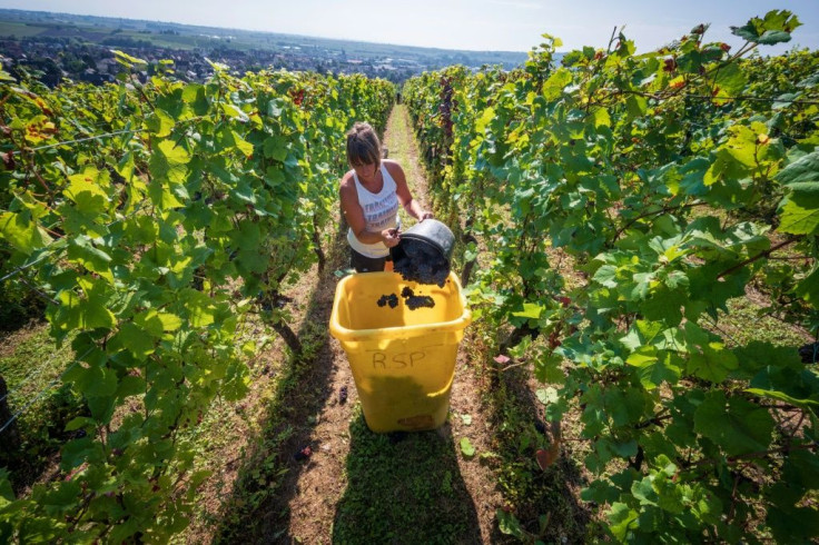 Climate change is seen as being behind the bad grape harvests this year in the world's top three wine producers: Italy, Spain and France