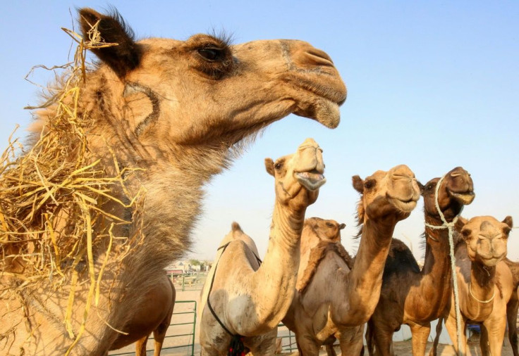 Camels have an extraordinary ability to survive in extreme conditionsÂ
