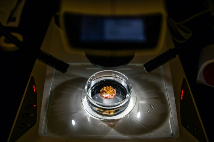 Rescued coral reef is seen on a microscope as it is kept for study of restoring Florida's coral reef