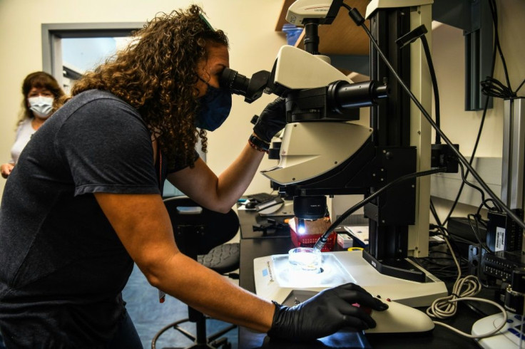 Assistant professor of the department of marine biology and ecology, University of Miami Nikki Traylor-Knowles studies a rescued coral reef for restoring Florida's coral reef