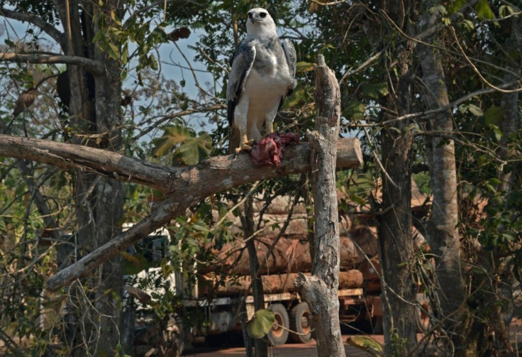 One wild Harpy eagle eats food set out for it by conservationists -- the birds are threatened by deforestation, and in the background, a logging truck hauls giant tree trunks from the forest