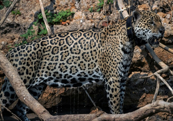Ousado, a wild jaguar, was badly burned in devastating wildfires in Brazil in 2020; the destruction of the Amazon is putting many species at risk