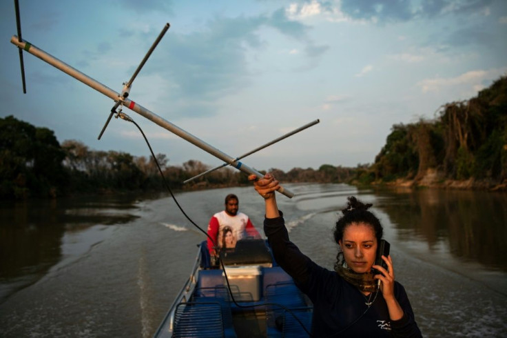 Conservationists use an aerial radio to track and locate the jaguar Ousado, after it suffered injuries in wildfires