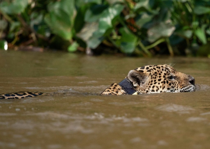 The jaguar Ousado was released back into the wild after being treated for serious burns suffered in wildfires