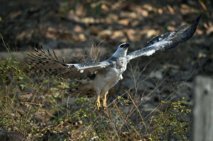 The harpy eagle is known for its massive size, fearsome claws and tufts of feathers protruding Beethoven-like from its head