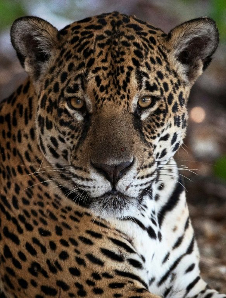 The jaguar, the biggest cat in the Americas, has its stronghold in the Amazon -- its population declined an estimated 20 to 25 percent over the past two decades