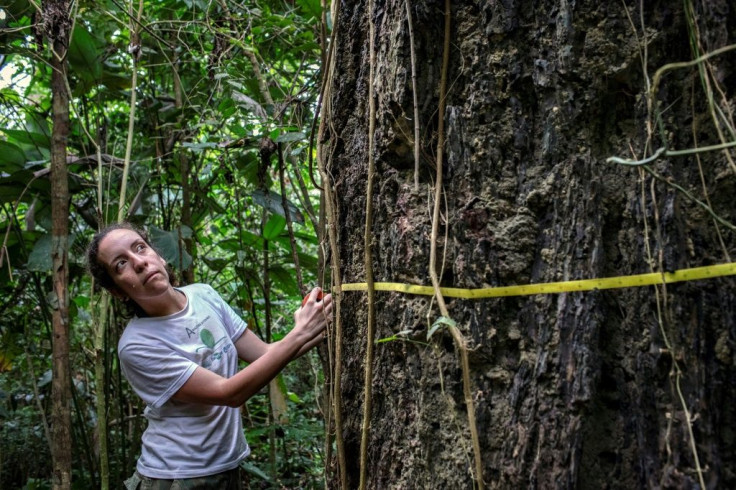 Erika Berenguer, an Amazon ecologist, measuring the circumference of a tree during research in the Tapajos National Forest, Brazil in 2019