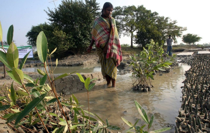 This file picture from 2008 shows mangrove seedlings planted at a nursery in the Sunderbands