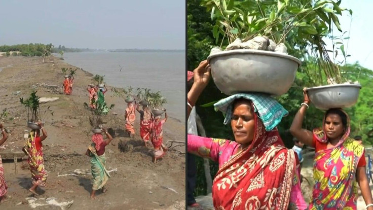 The project, backed by a local non-profit and the West Bengal government, aims to plant around 10,000 mangrove saplings