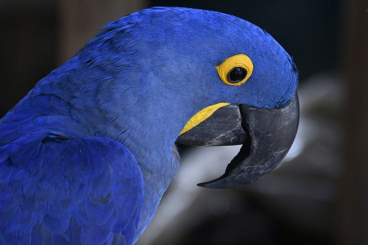 The hyacinth macaw is listed as "vulnerable" by the International Union for Conservation of Nature, with only about 4,300 specimens left