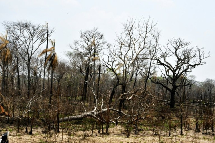 Forest fires release vast amounts of planet-warming carbon dioxide into the air -- the equivalent of 192 million metric tons for Bolivia in 2020, according to Global Forest Watch