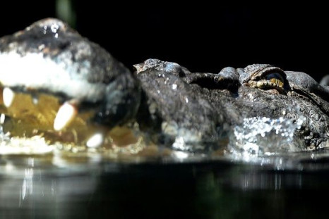 SaltwaterÂ crocodileÂ numbers have exploded since they were declared a protected species in 1971, with recent attacks reigniting debate about controlling them