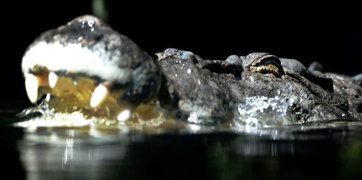 SaltwaterÂ crocodileÂ numbers have exploded since they were declared a protected species in 1971, with recent attacks reigniting debate about controlling them